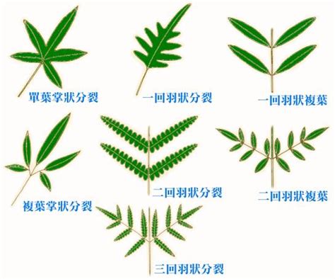 三出複葉植物|複葉:簡介,種類,羽狀複葉,掌狀複葉,三出複葉,單身複葉,…